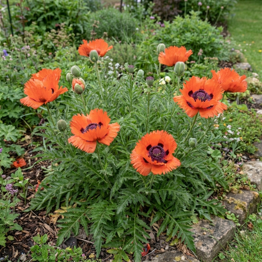 1 Papaver Orientale Turkenlouis Plant, Red Hardy Oriental Poppy Perennial, 3 Litre Root Ball