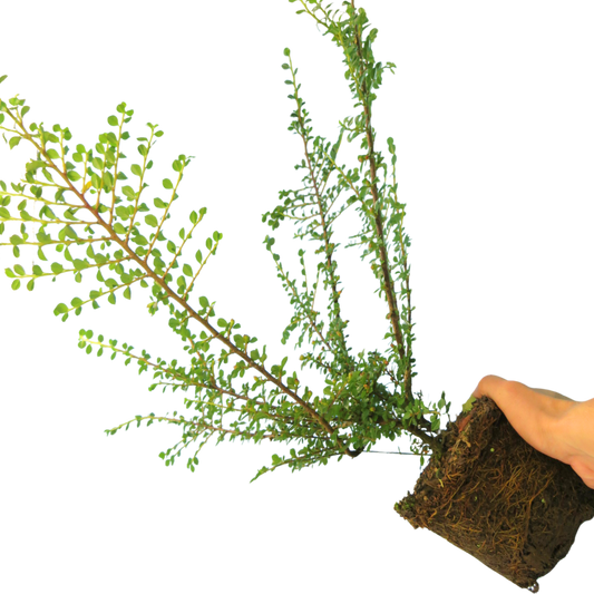Cotoneaster Horizontalis