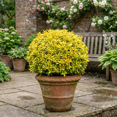 Pittosporum Tenuifolium Golden Ball, Hardy Evergreen Shrub for Garden, Litre Root Ball