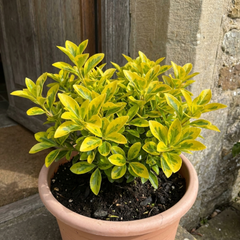 1 Ligustrum Aureum Golden Privet Hedge Plant, Evergreen Garden Ready, 7.5 Litre Root Ball