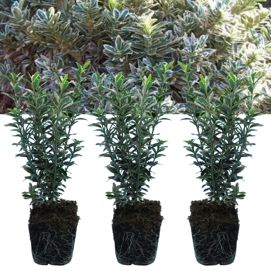 EUONYMUS MICROPHYLLUS ALBOVARIEGATUS