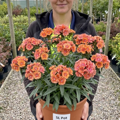 1 Dianthus Tequila Sunrise Plant, Fragrant Summer Flowering Perennial, Hardy Garden Ready, 5L Root Ball