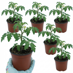 Set of 3 or 6 Large Plants - Tomato Crokini Variety, Ready to Plant in Your Garden