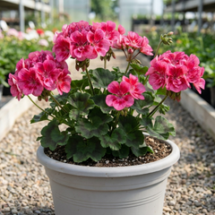 1 Geranium Calliope Rose Splash Plant, Premium Summer Bedding, Garden Ready, 5 Litre Root Ball