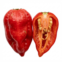 Chilli Pepper Plants - Armageddon, Ready to Plant in Your Garden