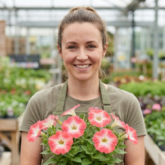 Set of 3 Large Plants - Petunia Tritunia Pink Morn, Outdoor Garden Ready