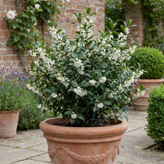 Osmanthus Delavayi Plant, Fragrant Evergreen Shrub, Outdoor Garden Ready, 19cm Root Ball