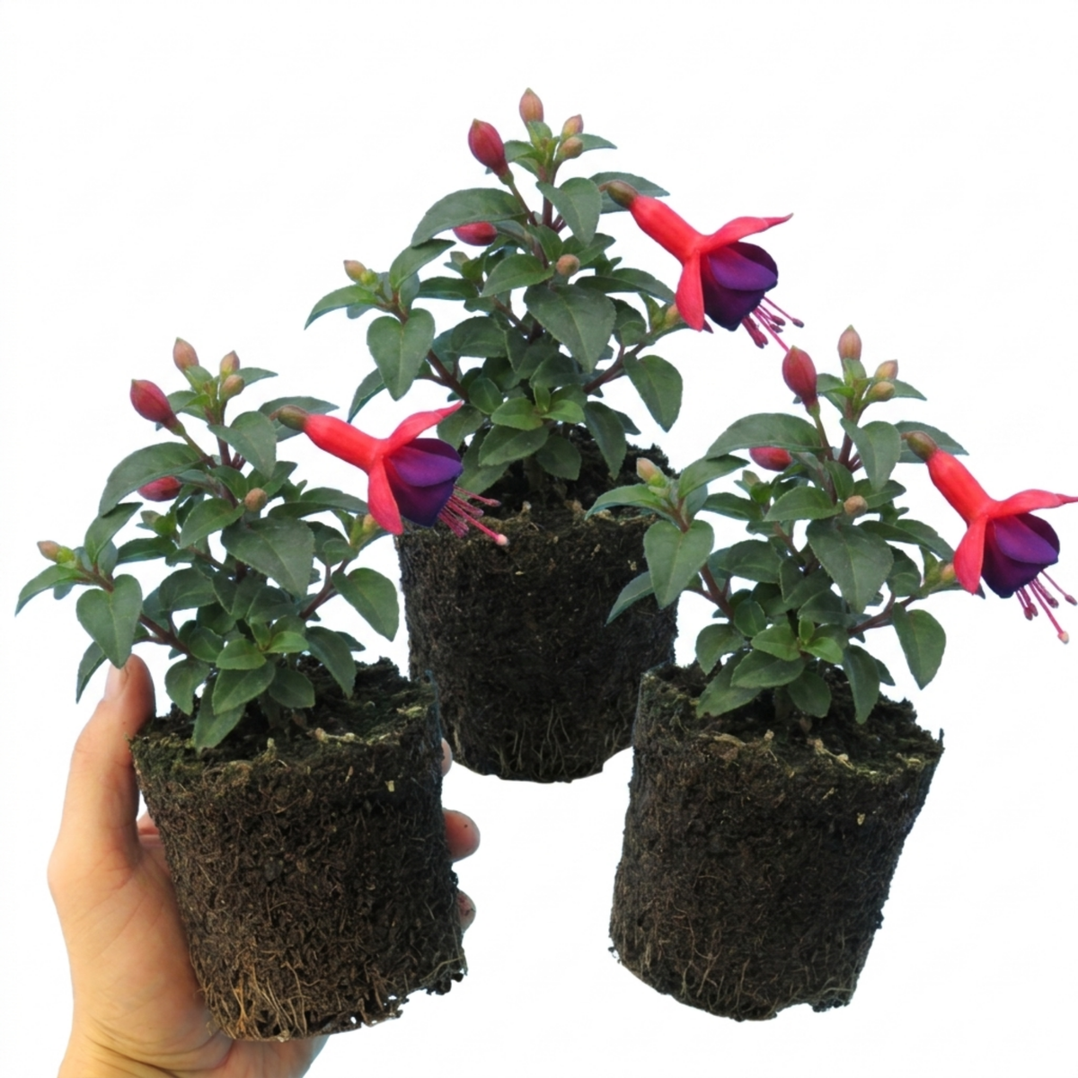 3 Large Plants - Fuchsia Tom Thumb, Ready to Plant in Your Garden, 1L Rootballs