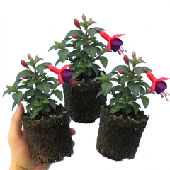 3 Large Plants - Fuchsia Tom Thumb, Ready to Plant in Your Garden, 1L Rootballs