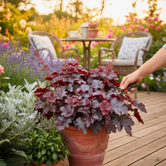 Heuchera Obsidian | 2L Pot