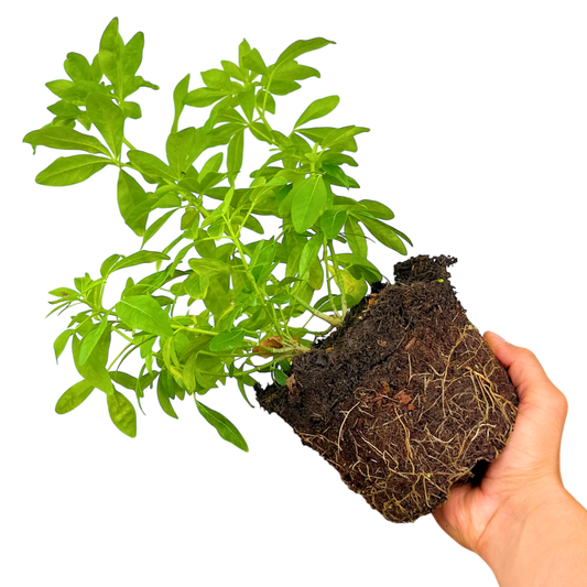 Choisya Sundance | 2L Pot