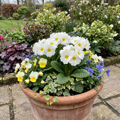Primrose Queen White Hardy Perennial Plants, Spring Flowering, Outdoor Garden Ready, 1 Litre Root-Ball