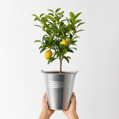 5Ltr Meyer Lemon Citrus Tree, Nursery Pots, Fruiting