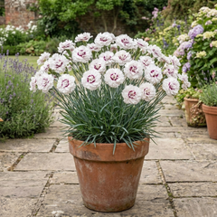 1 Dianthus Coconut Sundae Cottage Pinks Plant, Summer Flowering Perennial, 2Ltr Root Ball