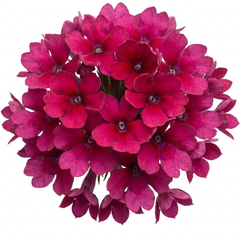 Lobelia Starship Bronze Leaf Upright Hardy Perennial Plants, Garden Ready, 1 Litre Root Ball