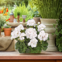 Pelargonium Toscana Smart Jenny | 3 or 6 1L Pots