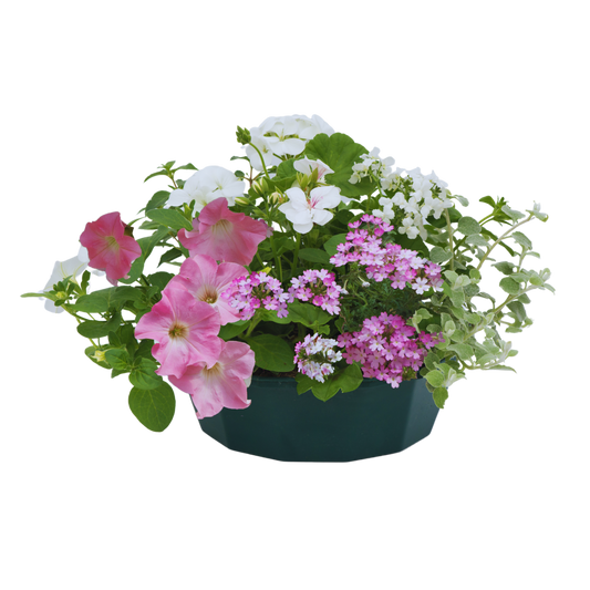 7 Colour Coordinated Plants - Bridal Bouquet Theme Speedplanter, Garden Ready
