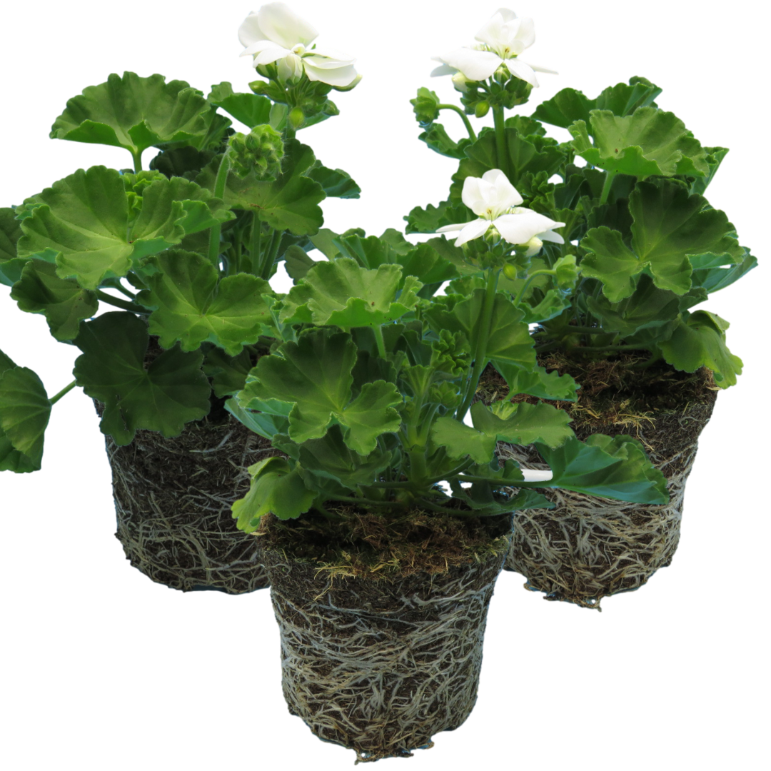 Pelargonium Toscana Smart Jenny | 3 or 6 1L Pots