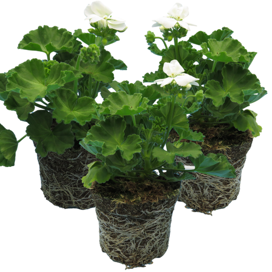 Pelargonium Toscana Smart Jenny | 3 or 6 1L Pots