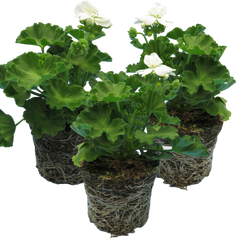 Pelargonium Toscana Smart Jenny | 3 or 6 1L Pots