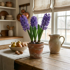 Purple Hyacinth | 3 x 1 Litre Pots (9 Flowering Bulbs)