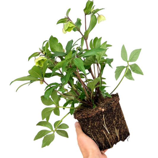 Hellebore Winter Moonbeam