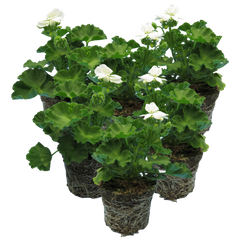Pelargonium Toscana Smart Jenny | 3 or 6 1L Pots