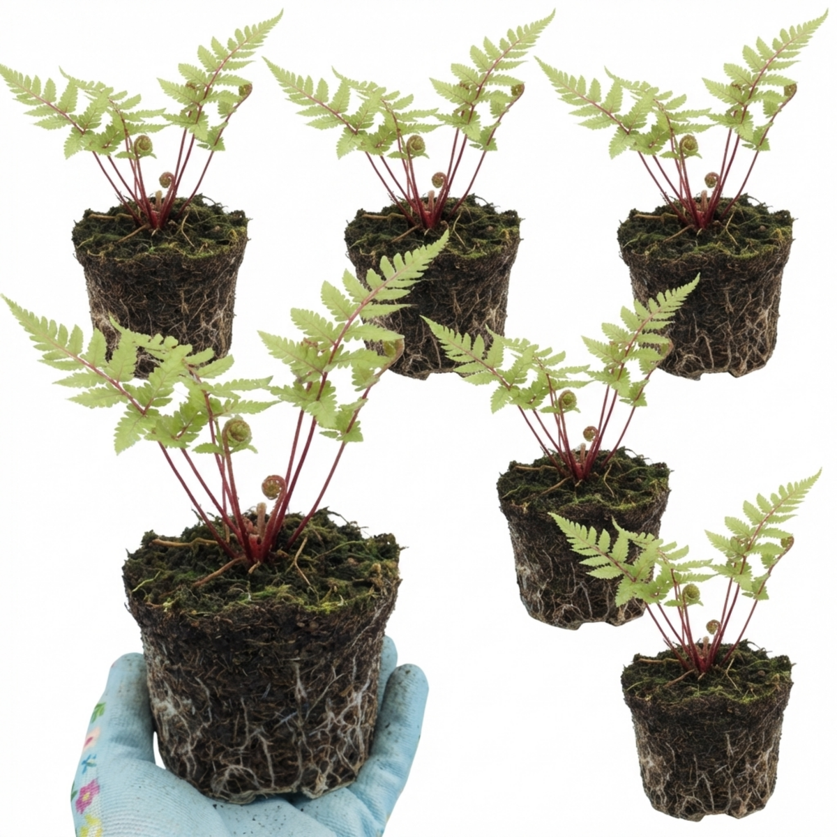 Lady Fern Athyrium Lady in Red Hardy Perennial Plants, Shade Garden Ready, Outdoor Fern, 11cm or 1L Root Ball