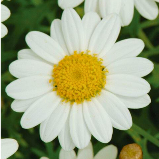 Argyranthemum Madeira White | 3 or 6 1L Pots