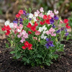 Sweet Pea Little Sweetheart Mix, 10.5 cm