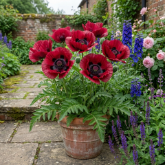Papaver Orientale Beauty of Livermere Plants, Hardy Perennial Oriental Poppy, Outdoor Garden Ready, 1 Litre Root-Ball