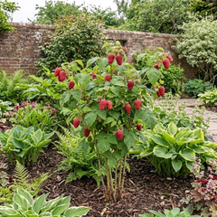 Raspberry Glem Ample Summer Fruiting Plant, Hardy Fruit Bush, Garden Ready, 17cm Root-Ball