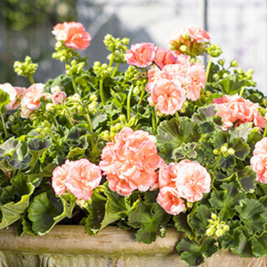 Geranium Zonale Rosebud Astrid | 3 or 6 1L Pots