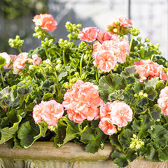 Geranium Zonale Rosebud Astrid | 3 or 6 1L Pots