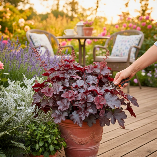 Heuchera Obsidian