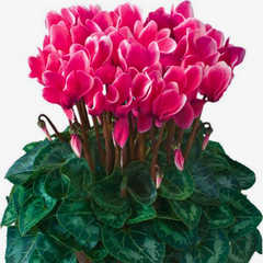 Cyclamen Flame Deep Rose | 3 or 6 1L Pots
