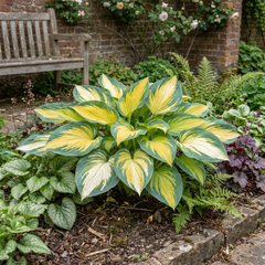 Paul's Glory Plantain Lily, Ready to Plant in Your Garden
