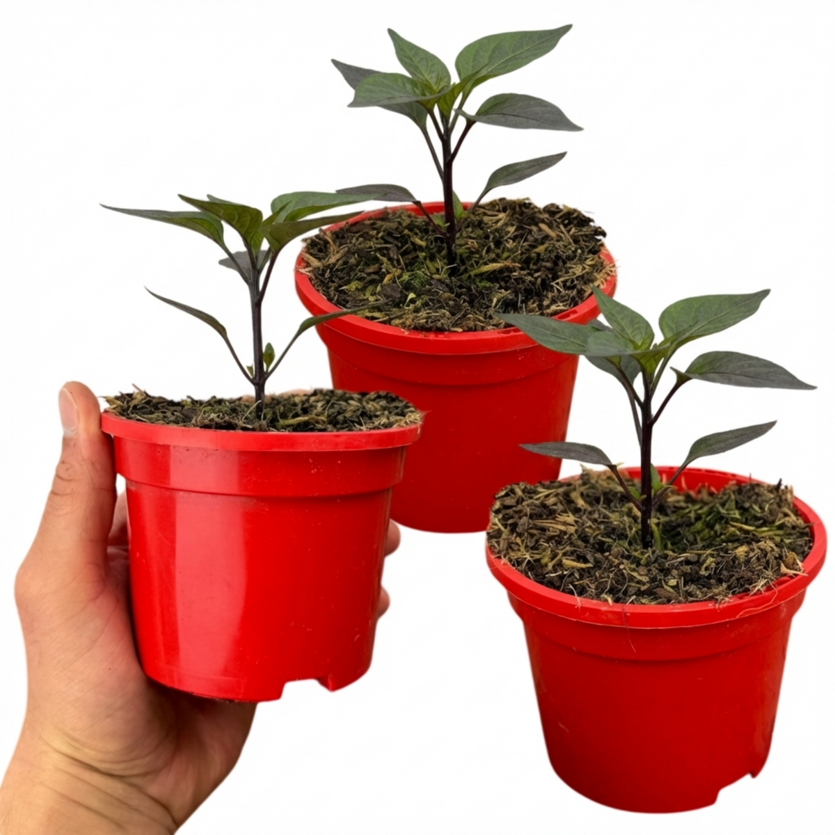 Set of 3 or 6 Large Chilli Pepper Plants - Zimbabwe Black, Ready to Plant in Your Garden