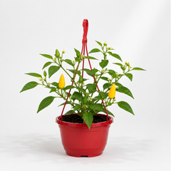 Chilli Pepper 25cm Hanging Basket, Peppers from Heaven, Pots