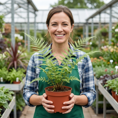 Dryopteris Linearis Polydactyla Male Fern Plants, Hardy Shade Loving Perennial Ferns, Garden Ready, 1 Litre Root-Ball