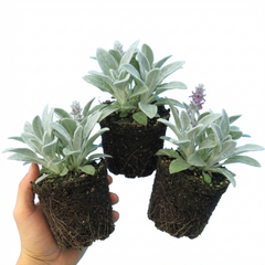 Set of 3 or 6 Stachys Byzantina Lamb's Ear Plants, Hardy Silver Leaf Perennial Ground Cover, 1Ltr Root Ball