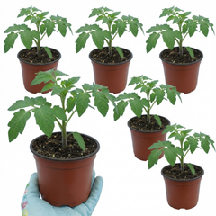 Set of 3 or 6 Large Plants - Tomato Brandy Boy Variety, Ready to Plant in Your Garden
