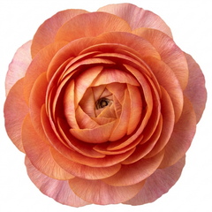 Ranunculus Vortex Orange Pink Persian Buttercup Plants, Hardy Perennial, Spring Flowering, Outdoor Garden Ready, 1 Litre Root-Ball