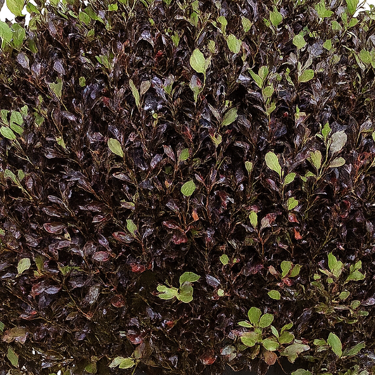 Pittosporum Tom Thumb | 3L Pot