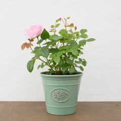 3Ltr Pink Patio Rose Bush, Outdoor Garden Ready, Pots