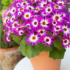 Senetti Pink Bicolour, Outdoor Garden Ready, 2L Pot