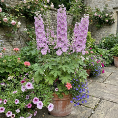 Delphinium Lilac Rose White Bee Hardy Perennial Plants, Summer Flowering Cottage Garden Plants, Outdoor Garden Ready, 1 Litre / 11cm Root-Ball