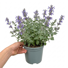 1 Nepeta Faassenii Walkers Low Catmint Plant, Bee Friendly Hardy Perennial, 3 Litre Root Ball