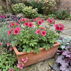 Potentilla Miss Wilmott Hardy Perennial Shrub Plants, Bee Friendly Summer Flowering, Outdoor Garden Ready, 1 Litre Root-Ball
