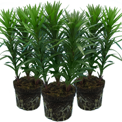 Asiatic Lily Yellow | 3 or 6 1L Pots
